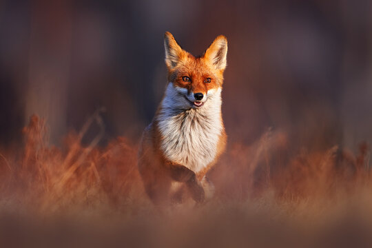 Fototapeta Wildlife - fox run on orange autumn gress meadow. Cute red Fox, Vulpes vulpes fall forest. Beautiful animal in nature habitat. Wildlife scene from wild Poland, Europe. Cute animal in habitat, sunset.
