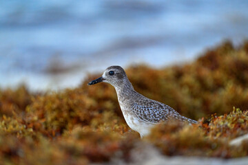 Grey plover, Pluvialis squatarola, water sea bird in Playa del Carmen, Yucatán in Mexico. Plover hiden in sea vegetation near the wave. Bird from North America, wildlife nature.