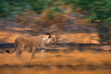 Artistic photo, blur motion art - lion. Botswana wildlife. Lion, fire burned destroyed savannah. Animal in fire burnt place, lion lying in black ash and cinders, Savuti, Africa.