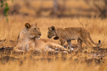 Suvuti in Botswana. African lion, young kittens. Botswana wildlife. Lion, fire burned destroyed savannah. Animal in fire burnt place, lion lying in black ash and cinders, Chobe NP in Botswana.