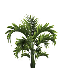 palm tree isolated on white background on transparent background PNG file	