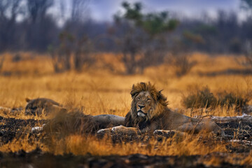African lion, male. Botswana wildlife. Lion, fire burned destroyed savannah. Animal in fire burnt...