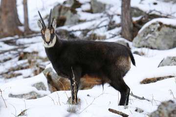 Camoscio nella neve nel Parco Nazionale del Gran Paradiso, Valle D'Aosta (Italia)