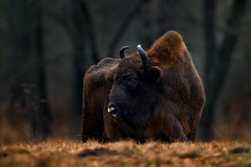 Bison in the autumn forest, sunny scene with big brown animal in the nature habitat, yellow leaves on the rain trees, Bialowieza NP, Poland. Wildlife scene from nature. Big brown European bison.