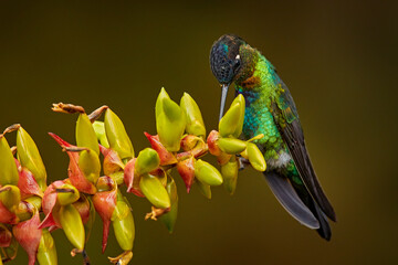 Fototapeta premium Fiery-throated Hummingbird, Panterpe insignis, flying next to beautiful pink flower, Savegre, Costa Rica. Bird with bloom, sucking nectar. Wildlife flight action scene from tropical forest.