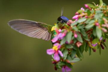 Fiery-throated Hummingbird, Panterpe insignis, flying next to beautiful pink flower, Savegre, Costa Rica. Bird with bloom, sucking nectar. Wildlife flight action scene from tropical forest.