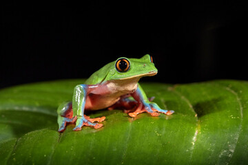 Agalychnis annae, Golden-eyed Tree Frog, green and blue frog on leave, Costa Rica. Night photography. Wildlife scene from tropical jungle. Forest amphibian in nature habitat. Dark background.
