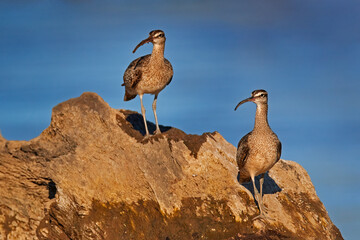 Whimbrel, Numenius phaeopus, two water birds on the tree trunk near the river, Río Tarcoles, Punta Arenas, Costa Rica.