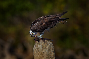 Wildlife scene from nature. Eagle with dead fish. Wildlife scene from tropic jungle. Osprey with fish. Bird of prey Osprey, Pandion haliaetus, feeding on caught fish, Mexico.