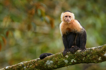 Costa Rica nature. White-headed Capuchin, black monkey sitting and shake  tree branch in the dark tropical forest. Wildlife of Costa Rica. Travel holiday in Central America. Open muzzle with tooth.