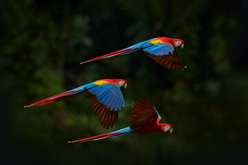 Red parrot flying in dark green vegetation. Scarlet Macaw, Ara macao, in tropical forest, Brazil. Wildlife scene from nature. Parrot in flight in the green jungle habitat. - obrazy, fototapety, plakaty