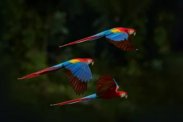 Poster Red parrot flying in dark green vegetation. Scarlet Macaw, Ara macao, in tropical forest, Brazil. Wildlife scene from nature. Parrot in flight in the green jungle habitat. © ondrejprosicky