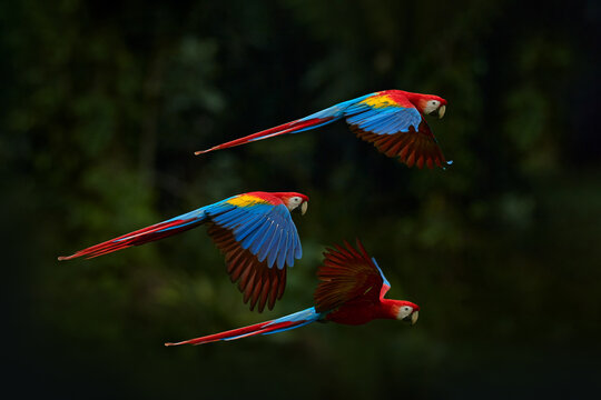 Red parrot flying in dark green vegetation. Scarlet Macaw, Ara macao, in tropical forest, Brazil. Wildlife scene from nature. Parrot in flight in the green jungle habitat.