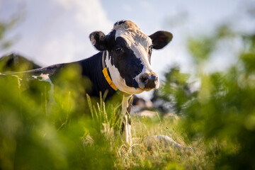Jeune vache laitière dans les champ au milieu de la campagne et de l'herbe verte.
