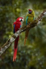 Naklejka premium Macaw parrots, red and green. Both bird species from Costa Rica. Scarlet macaw and green macaw in the nature forest habitat, sitting on the tree branch together, Rio Tarcoles, Costa Rica, wildlife.
