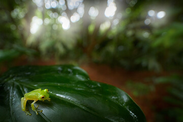 Frog in tropical habitat. Fleschmann Glass Frog, Hyalinobatrachium fleischmanni, animal with trasparent skin from Costa Rica, wide angle lens. FRog in the green forest.