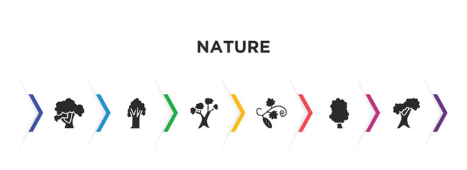 nature filled icons with infographic template. glyph icons such as honey-locust tree, american chestnut tree, eastern white pine tree, cucumber sassafras northern red oak vector.