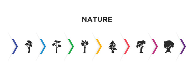 nature filled icons with infographic template. glyph icons such as yellow birch tree, pitch pine tree, american elm tree, balsam fir slippery elm butternut vector.