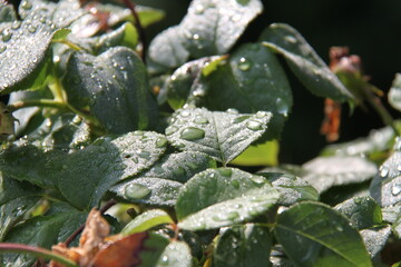 drops of water lie on the green leaf of a rose plant