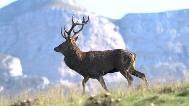 Roe deer (stag), on plateau d'ambel Vercors in France during the rut season.