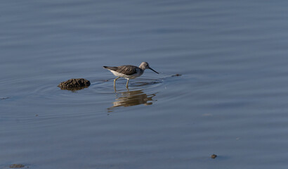 Common greenshank - Tringa nebularia - in its natural enviroment
