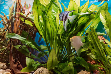 Image of decorative aquarium fish, angelfish.