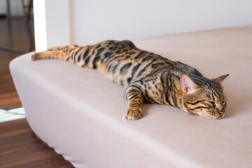 ダラダラ寝るベンガル猫
