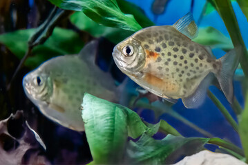 Image of decorative aquarium fish, silver dollar or silver metinnis