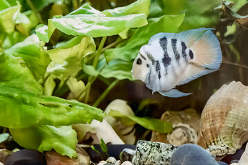 Image of decorative aquarium fish, blue tiger parrot.