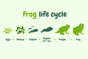 Illustration of the life cycle of a frog. Wild aquatic animal her way of life. Vector illustration