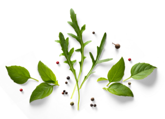 Collection of fresh herb leaves. arugula and basil Spices, herbs on a white table. PNG Food background design element with transparent shadow on transparent background.