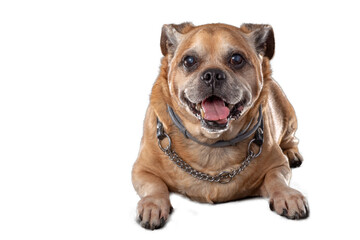 Obraz premium portrait of mongrel dog, png file