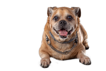 portrait of mongrel dog, png file