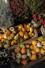 calabazas nenavonflow