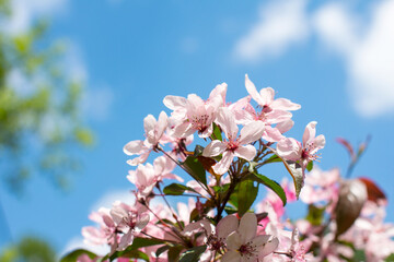 Blooming white apple tree in the garden. White trees