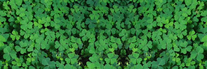 Fototapeta na wymiar Green background with three-leaved shamrocks, Lucky Irish Four Leaf Clover in the Field for St. Patricks Day holiday symbol. with three-leaved shamrocks, St. Patrick's day holiday symbol, earth day.