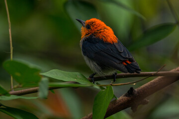 The scarlet-headed flowerpecker (Dicaeum trochileum)