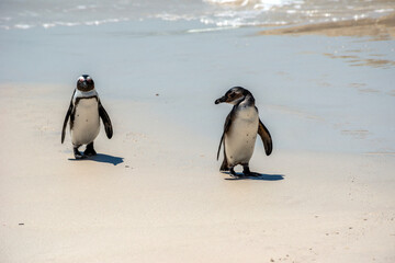 African Penguins, Boulders beach, South Africa