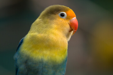 Fischer's lovebird (Agapornis fischeri) is a small parrot species of the genus Agapornis