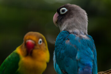 Fischer's lovebird (Agapornis fischeri) is a small parrot species of the genus Agapornis