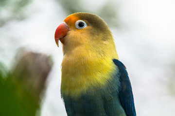 Fischer's lovebird (Agapornis fischeri) is a small parrot species of the genus Agapornis