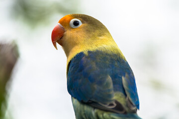 Fischer's lovebird (Agapornis fischeri) is a small parrot species of the genus Agapornis