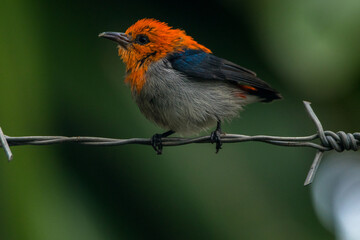 The scarlet-headed flowerpecker (Dicaeum trochileum)