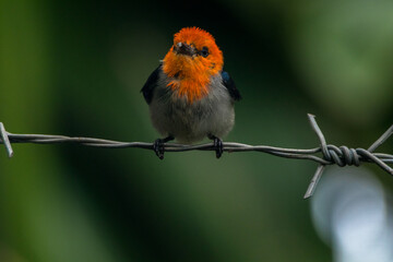 The scarlet-headed flowerpecker (Dicaeum trochileum)