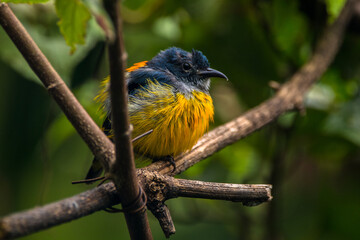The orange-bellied flowerpecker (Dicaeum trigonostigma)