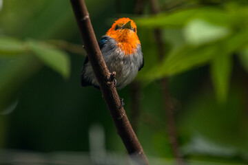 The scarlet-headed flowerpecker (Dicaeum trochileum)
