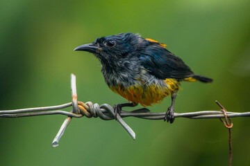 The orange-bellied flowerpecker (Dicaeum trigonostigma)