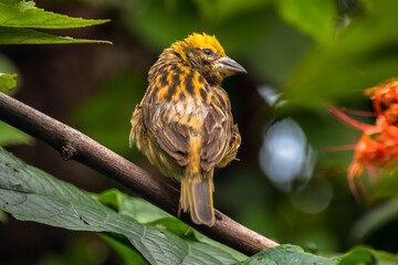 The streaked weaver (Ploceus manyar) is a species of weaver bird