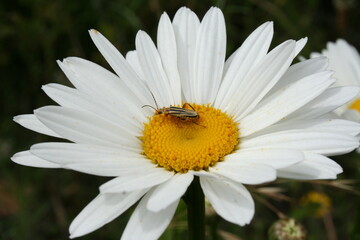 Fototapeta premium bee on daisy