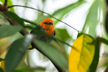 The scarlet-headed flowerpecker (Dicaeum trochileum)